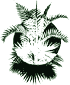 International Palm Society